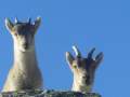 cabras de Gredos