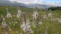 primavera en gredos