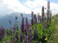 Flor Lupins